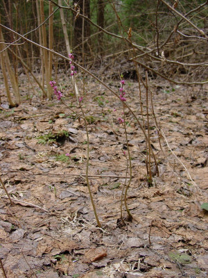 Daphne mezereum. В лесу тонкий прутик.