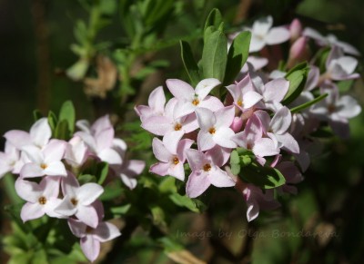 Daphne julia Appleblossom