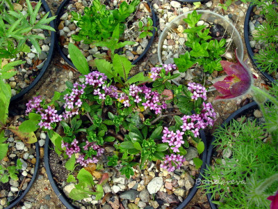 Daphne circassica молодое растение из черенка
