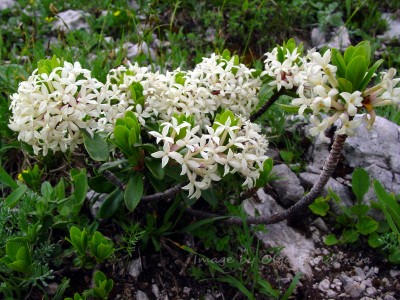 Daphne glomerata