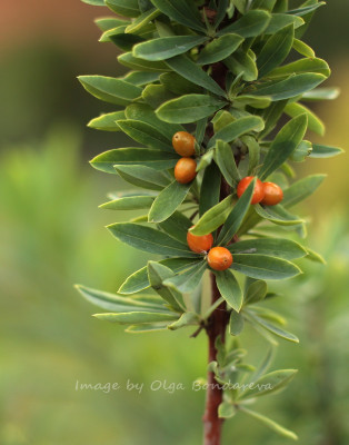 Daphne kamtschatica ягоды