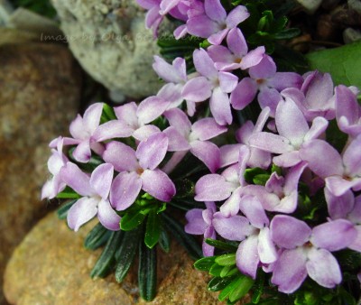 Daphne arbuscula Koryto