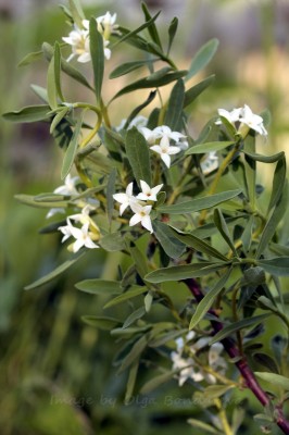 Daphne alpina