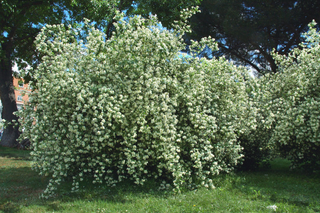 Philadelphus-coronarius