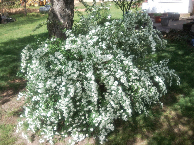 Spiraea01