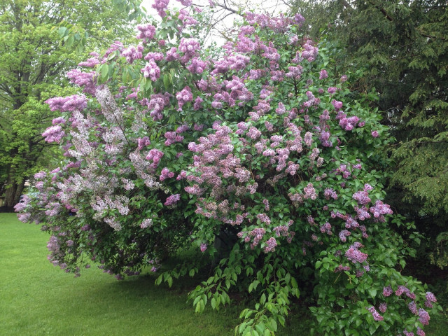 Syringa