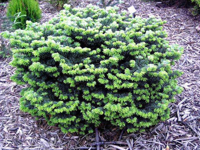 Abies-balsamea