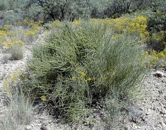 Ephedra