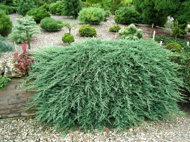 Juniperus-horizontalis