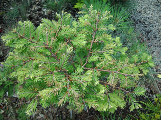 Metasequoia glyptostroboides