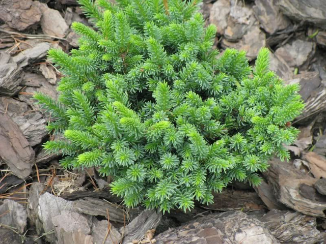 Picea-glehnii