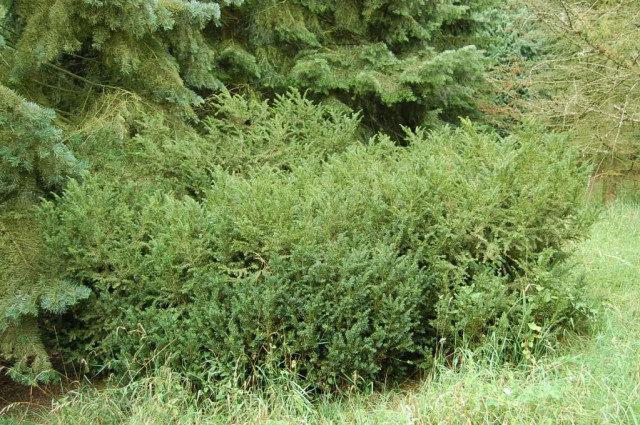 Taxus-canadensis