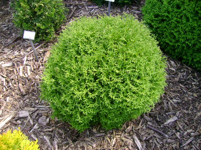 Thuja-occidentalis