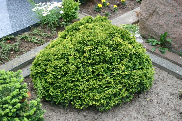 chamaecyparis_pisifera