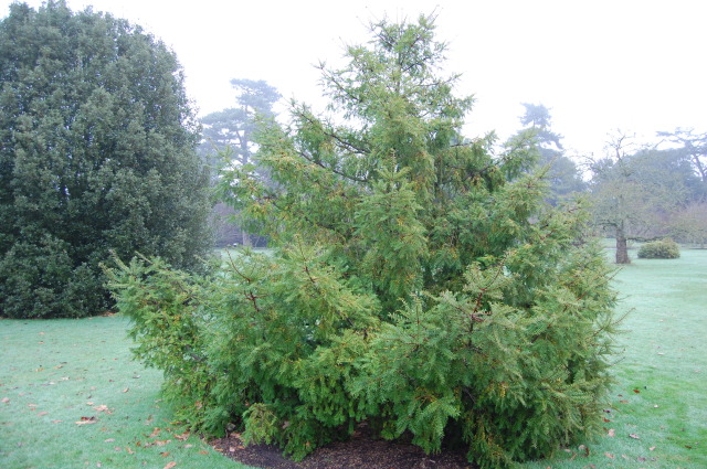 Torreya nucifera