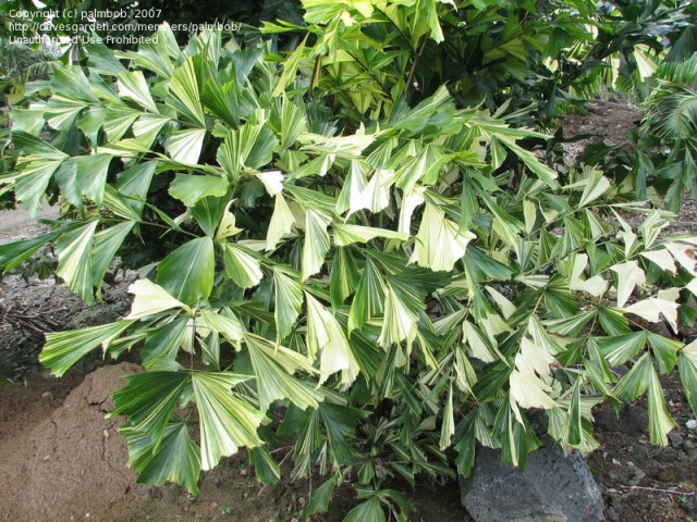 Caryota_mitis_Variegata