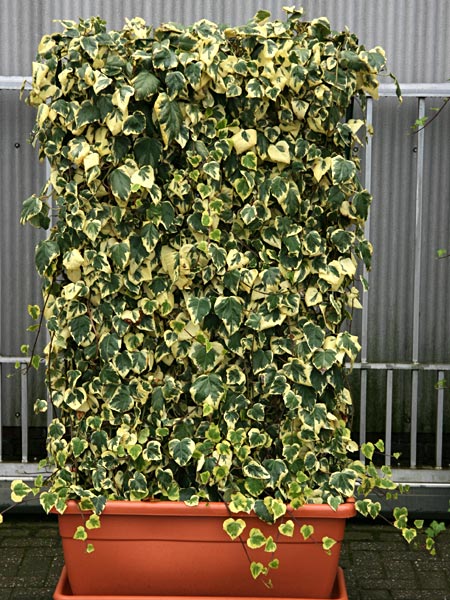 Hedera-colchica-Dentata-Variegata_2