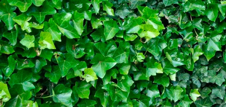 Hedera