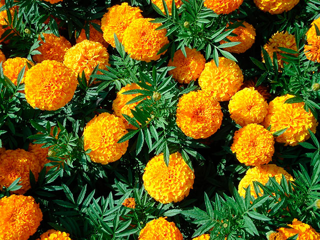 Tagetes-erecta