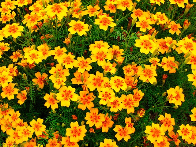 Tagetes-tenuifolia