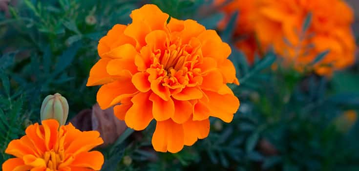 Tagetes-wide