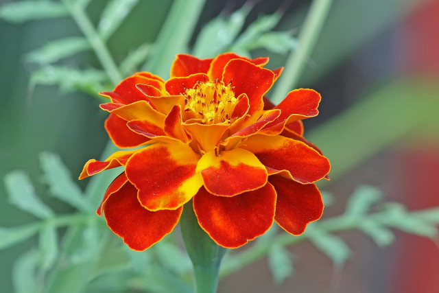 Tagetes_patula