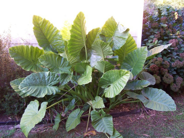 Alocasia_macrorrhizos