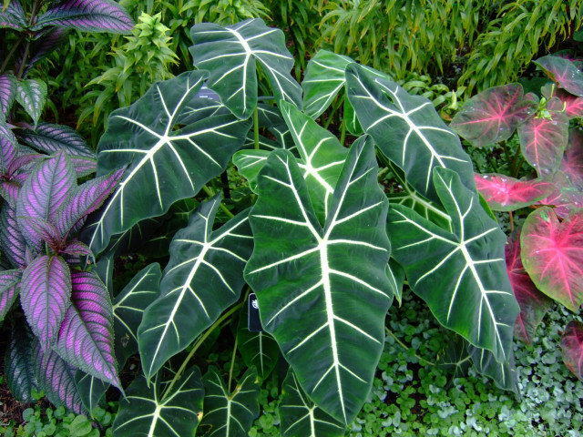 Alocasia_micholitziana