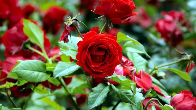 Как выбрать розы для сада?