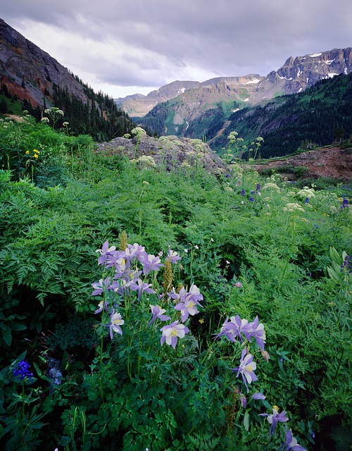 аквилегии, колорадо, ouray