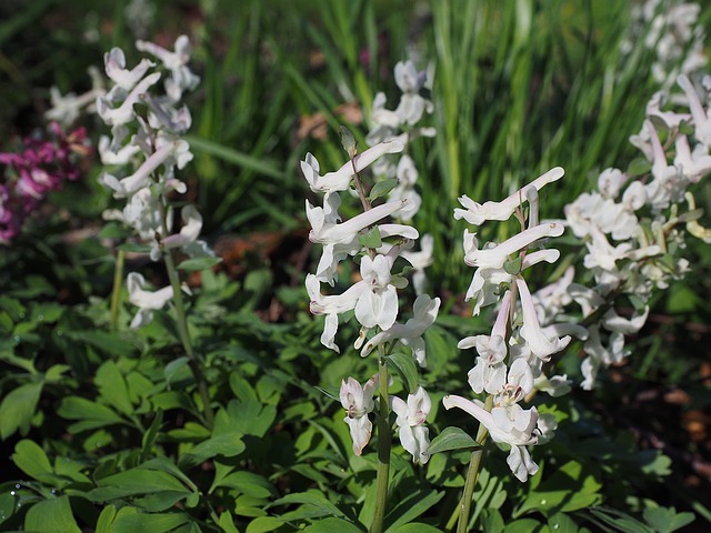 corydalis, цвести, завод