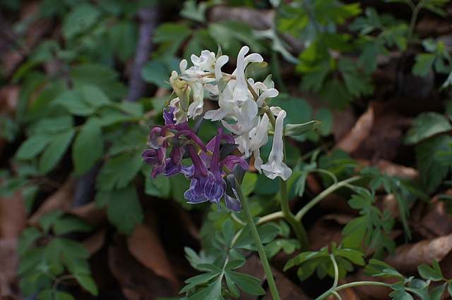 corydalis, хохлатка полая, corydalis вены