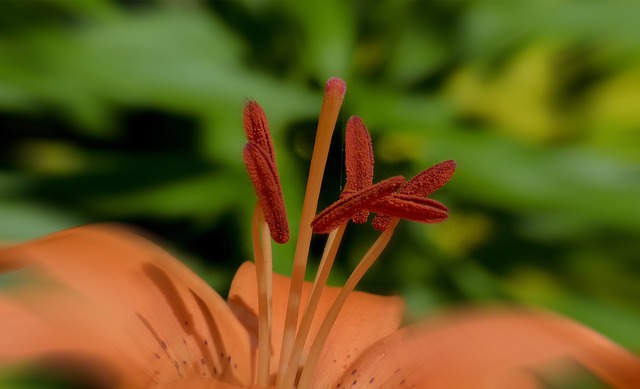feuerlilie, lilium bulbiferum, цветок