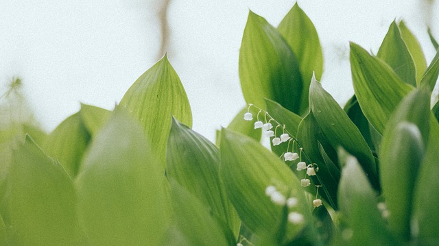ландыш майский, ландыш, lillies