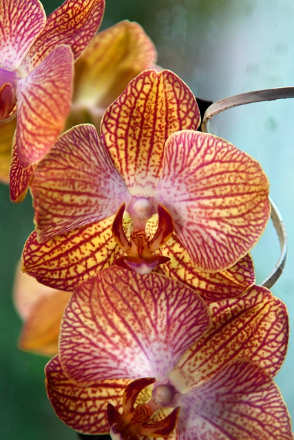 орхидея, phalaenopsis, бабочки орхидеи
