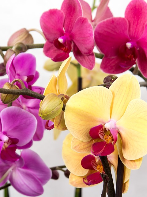 орхидея, phalaenopsis, бабочки орхидеи