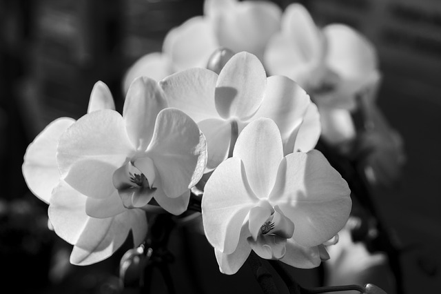 орхидея, phalaenopsis, белый