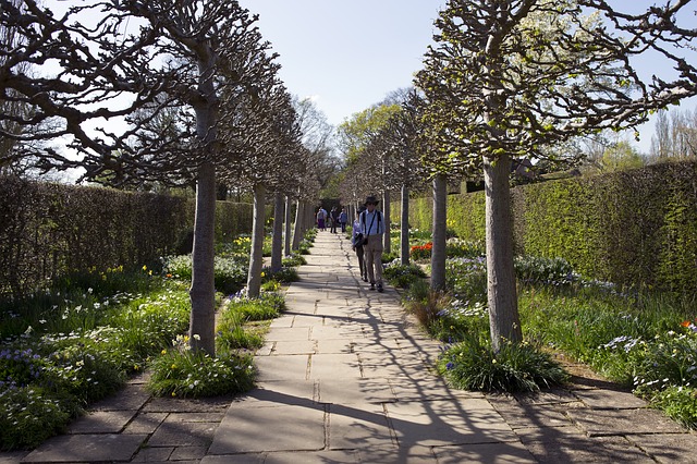 pleached деревья, проспект, камень путь