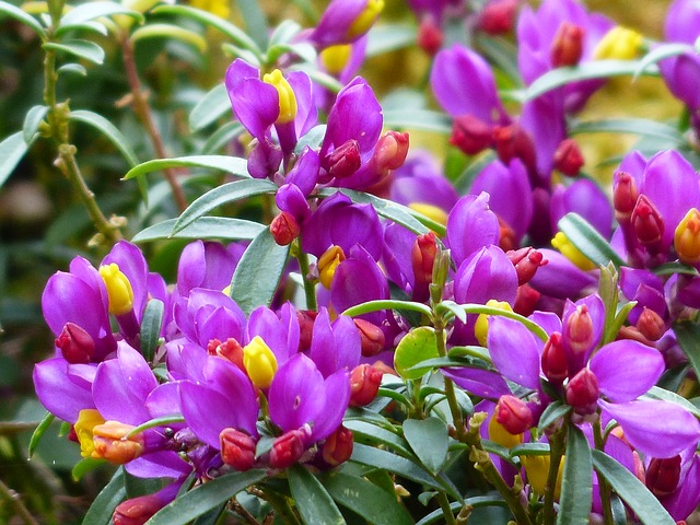 истод chamaebuxus, цвести, пурпурный