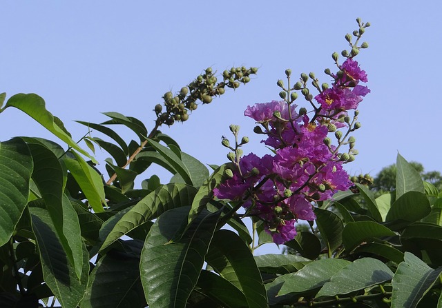 lagerstroemia спесиоза, гигант крепа мирт, крепа мирт королевы