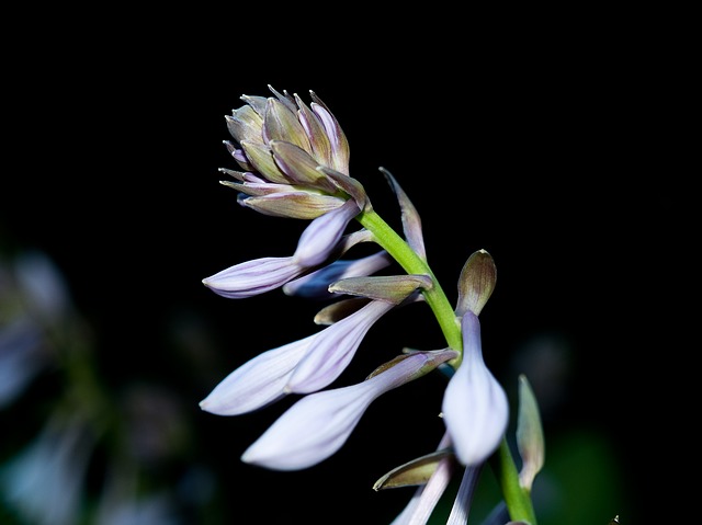 подорожник лили, цвести, хоста plantaginea