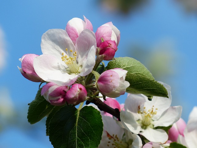 apple blossom, яблоня, цвести