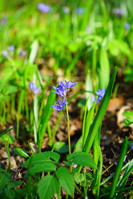 blue star, шилла, цвести