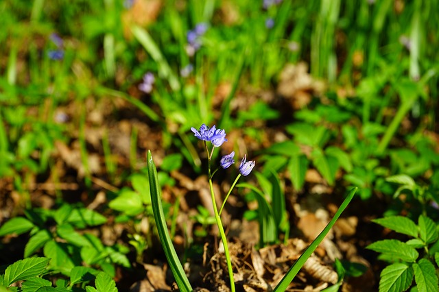 blue star, шилла, цвести