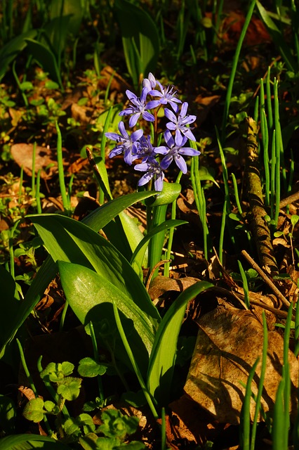 blue star, шилла, цвести