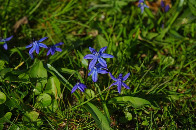 blue star, шилла, цвести