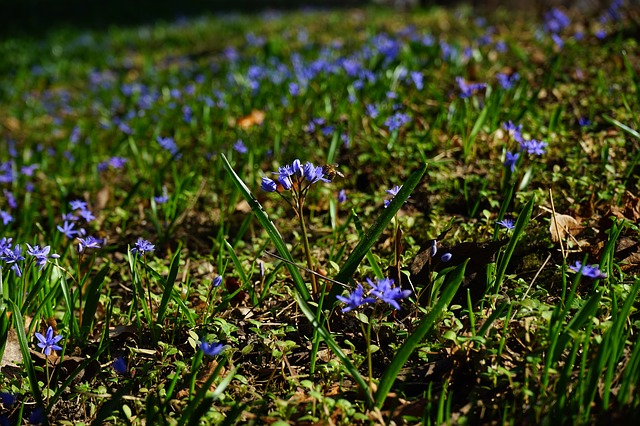 blue star, шилла, цвести