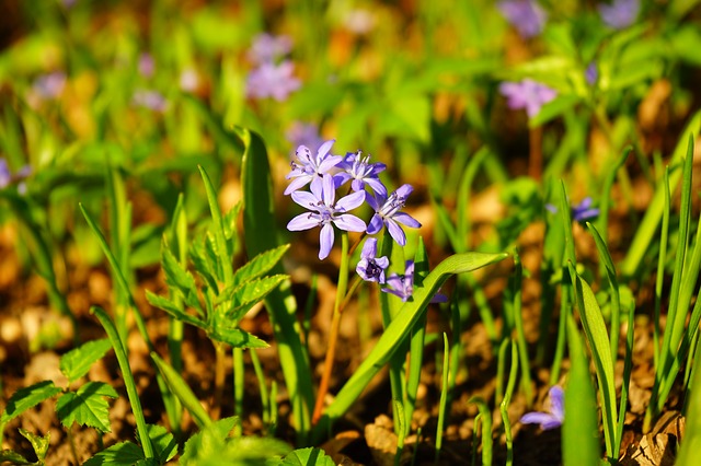 blue star, шилла, цвести