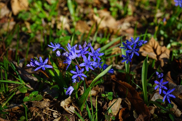 blue star, шилла, цвести