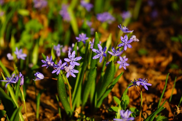 blue star, шилла, цвести